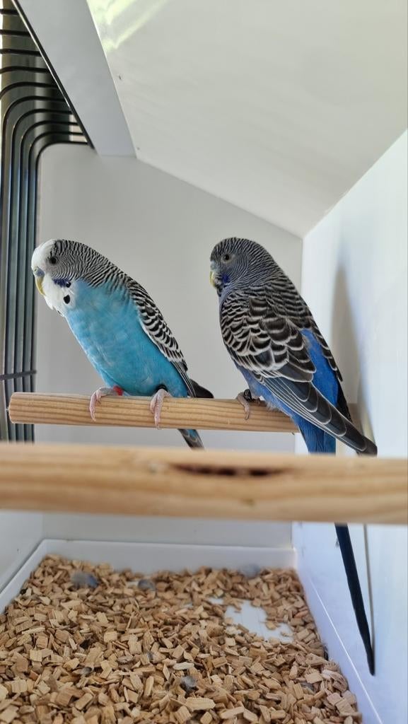 Black face grasparkieten en split blackface, Animaux & Accessoires, Oiseaux | Perruches & Perroquets, Perruche, Plusieurs animaux