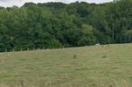 weide / prairie 1HA, Pâturage, 4 chevaux ou poneys ou plus