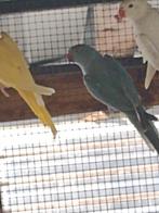 parkieten, Dieren en Toebehoren, Geringd