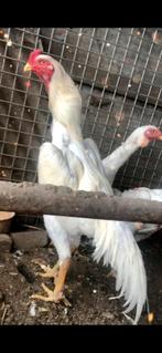 O shamo broedeieren, Dieren en Toebehoren, Pluimvee, Kip