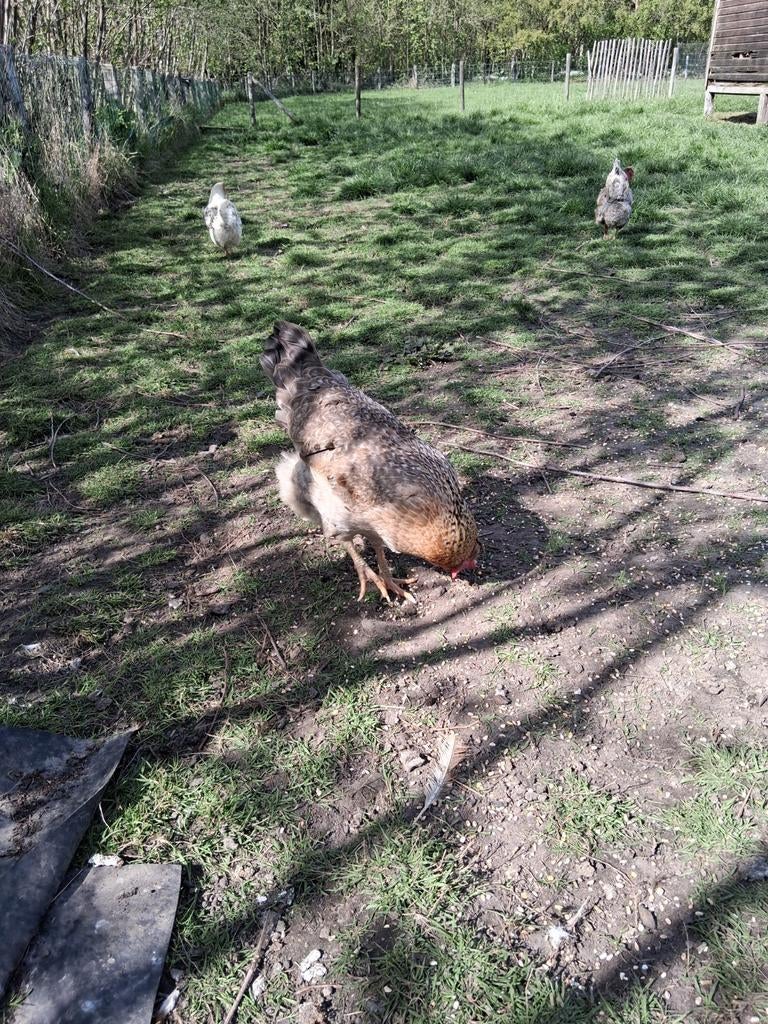 Hennen cream legbar, Dieren en Toebehoren, Pluimvee, Kip, Vrouwelijk