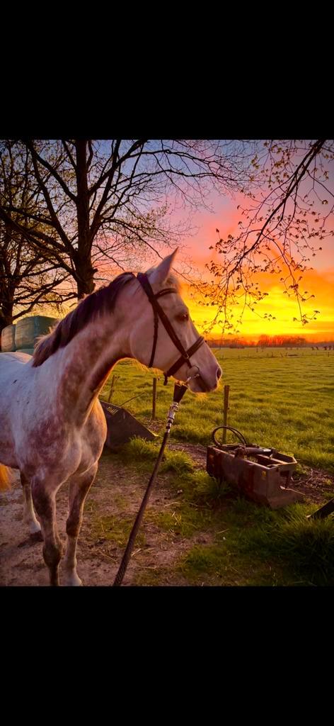 Ruin te koop, heeft training nodig, Dieren en Toebehoren, Paarden, Ruin, Zadelmak, Minder dan 160 cm, 7 tot 10 jaar, Recreatiepaard