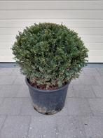 Taxus Baccata bollen, Enlèvement