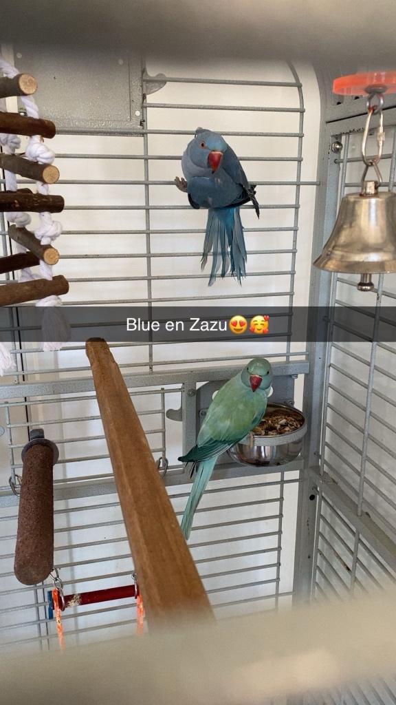 1.1 mooi koppel halsband parkieten 2024, Dieren en Toebehoren, Vogels | Parkieten en Papegaaien, Meerdere dieren, Parkiet, Geringd