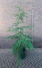 Coast Redwood / Sequoia sempervirens bomen, Bloeit niet, Halfschaduw, Overige soorten, 100 tot 250 cm
