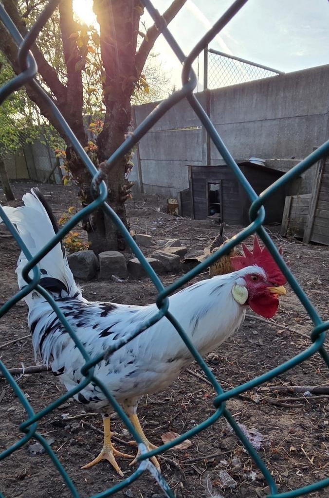 Coq dalmate à vendre, Animaux & Accessoires, Volatiles