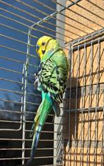 Gratis grasparkiet (man)