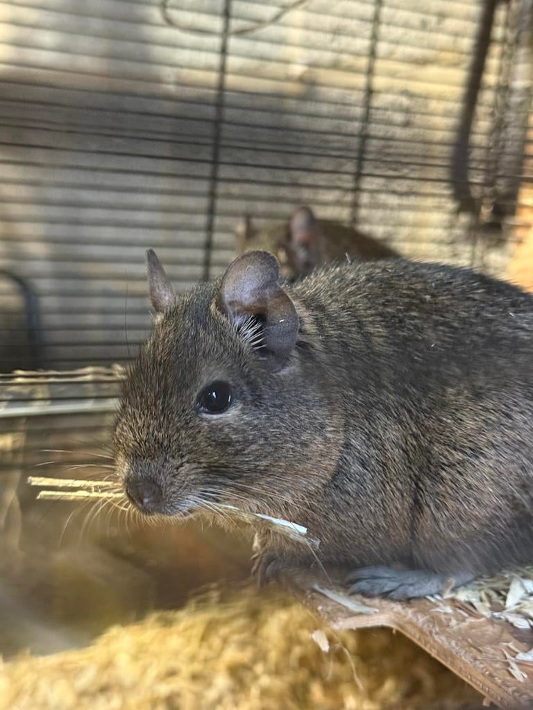 Gratis degoe ( knaagdieren ), Augustus, Geslacht onbekend, Overige typen, Tam