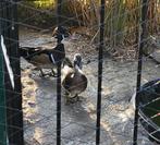 siereendjes, Dieren en Toebehoren, Meerdere dieren, Eend