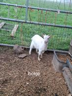 Jonge geitjes 2bokjes en 2 miekes