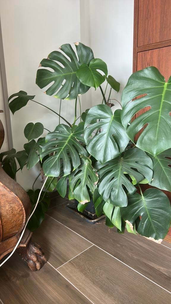 Kamerplant, Huis en Inrichting, Kamerplanten, Ophalen, 100 tot 150 cm, Overige soorten, Halfschaduw