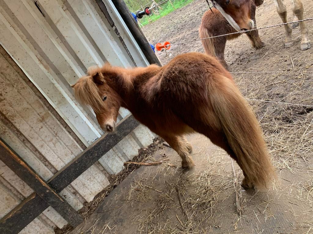 Shetlander hengst jaarling, Animaux & Accessoires, Poneys, Étalon, Ne s'applique pas, Poney de récréation, 0 à 2 ans, Avec pedigree