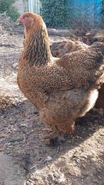 Oeufs  grand brahma PMD (7340)