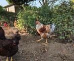 Wyandotte haan 2024 groothoender, Dieren en Toebehoren