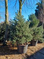 2 stuks mooie Pinus sylvestris, Den, Ophalen, In pot