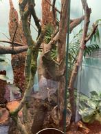 Hoekkop agaam, Dieren en Toebehoren, Reptielen en Amfibieën