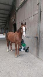 Paard zoekt weide ., Dieren en Toebehoren, Paarden