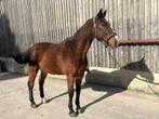 Hongre, Dieren en Toebehoren, Paarden, Springpaard, Ruin, Zadelmak, 170 tot 175 cm