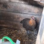 gratis enkele haantjes, Dieren en Toebehoren