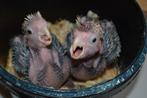 Voor parkiet/papegaai/bonte boer/vogels enz., Dieren en Toebehoren, Vogels | Parkieten en Papegaaien