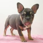 Franse Bulldog - pups te koop, Dieren en Toebehoren, CDV (hondenziekte), Meerdere, Meerdere dieren, Buitenland