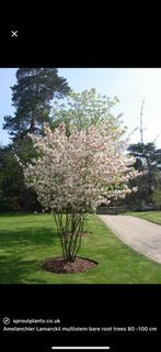 Cornus mas / amelanchier krentenboom, Tuin en Terras, Halfschaduw, Lente, 100 tot 250 cm, Ophalen