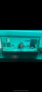 Aquarium + pompe filtre + deco, Animaux & Accessoires, Utilisé, Aquarium vide