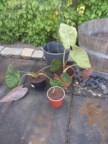 Alocasia beschikbaar voor biedingen