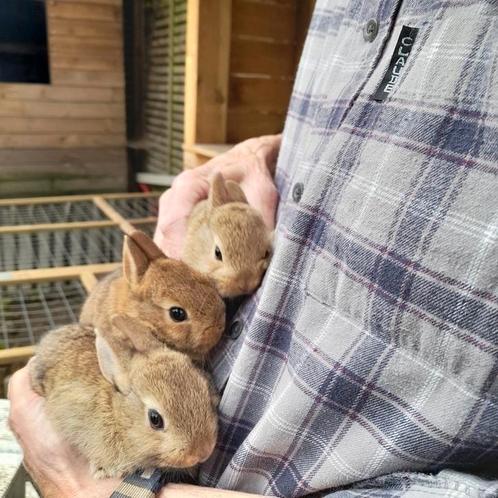 Kindvriendelijke dwergkonijntjes (vr.), Dieren en Toebehoren, Konijnen, Dwerg, Vrouwelijk, 0 tot 2 jaar