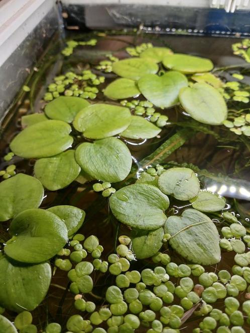 Libnomium. Amazone kikkerbeet ( grote of kleine soort), Dieren en Toebehoren, Vissen | Aquaria en Toebehoren, Zo goed als nieuw