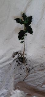 hulst, Tuin en Terras, Ophalen, Hulst, Haag, Minder dan 100 cm