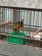 Canaris Raza espagnol belle souche, Animaux & Accessoires