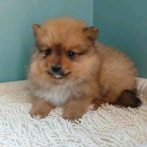 Keeshondje zoekt een warme thuis, Dieren en Toebehoren, Honden | Poolhonden, Keeshonden en Oertypen, Reu, Keeshond, Fokker | Professioneel