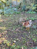 Wyandotte haan 2025 groothoender, Dieren en Toebehoren, Pluimvee