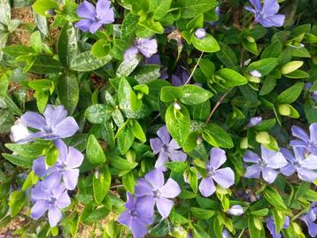 Petite pervenche, vinca minor, Enlèvement, Couvre-sol