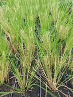 Stipa Pony Tails, Ophalen