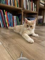 Prachtige Maine Coon kater cream and white, Kater, Gechipt, 0 tot 2 jaar