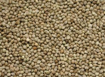 Kempzaad 1kg - Enkelvoudige zaden - Winkel en Webshop  beschikbaar voor biedingen