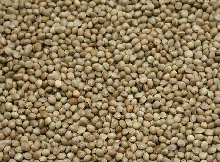 Kempzaad 1kg - Enkelvoudige zaden - Winkel en Webshop, Dieren en Toebehoren, Vogels | Toebehoren, Nieuw, Ophalen