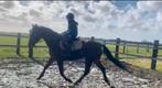 Paard of D - pony gezocht, Dieren en Toebehoren, Paarden, Springpaard