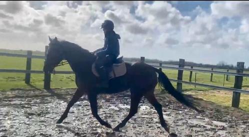 Paard of D - pony gezocht, Dieren en Toebehoren, Paarden, Springpaard