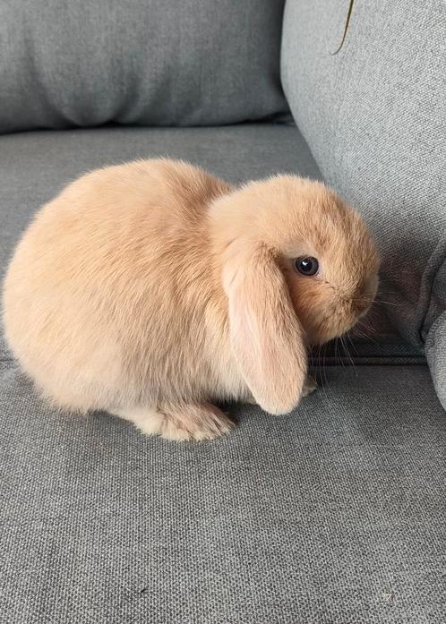 Raszuivere minilops, Dieren en Toebehoren, Konijnen, Dwerg, Meerdere dieren, 0 tot 2 jaar, Hangoor