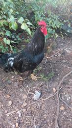 Gratis haan, Dieren en Toebehoren
