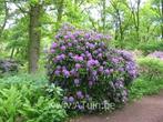 Gezocht: Rhododendrons, Ophalen, Rhododendron