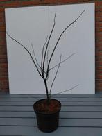 Amelanchier Lamarckii, Ophalen