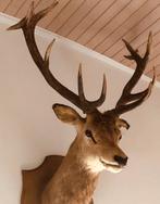 Opgezet Edelhert, Ophalen, Zo goed als nieuw