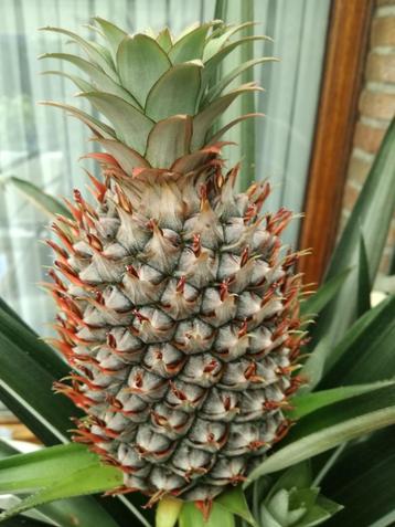 ananas comosus beschikbaar voor biedingen