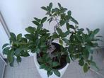 Binnenbonsai  ficus retusa, Ophalen