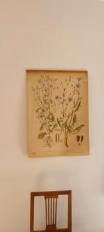 Vintage bloemenposter, Antiek en Kunst, Antiek | Schoolplaten, Ophalen