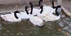 Zwanen zwarthalszwanen, Dieren en Toebehoren, Pluimvee, Meerdere dieren, Gans of Zwaan